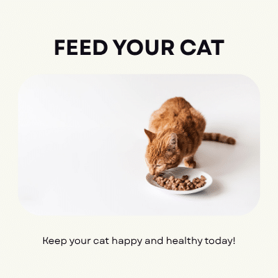 Food to Feed a Cat