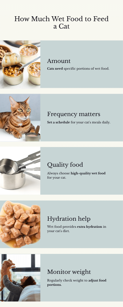 How Much Wet Food to Feed a Cat